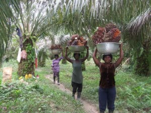 Palm fruit ready for cleaning in Ghana 