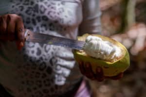 Close up of a woman cutting into a cocoa bean pod with a large knife, showing white pods inside.