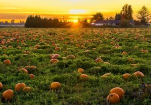 Image of a green grassy meadow with pumpkins growing.
