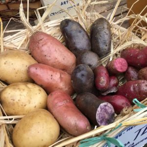 A photo of different potatoes, including gold potatoes, red potatoes, and two varieties of smaller purple potatoes.