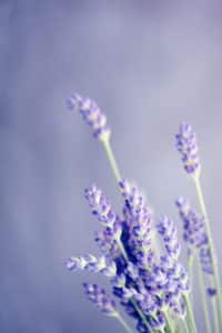 A close up of lavender flowers.